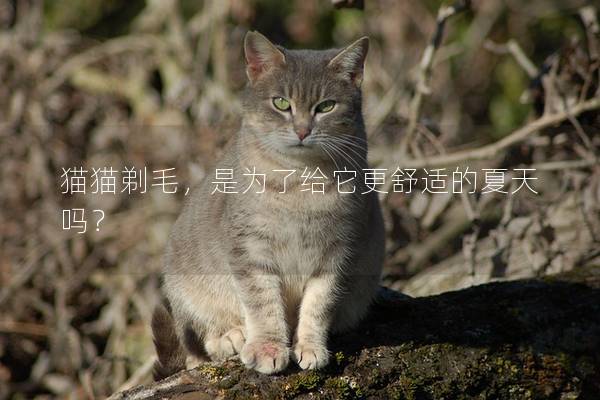 猫猫剃毛，是为了给它更舒适的夏天吗？