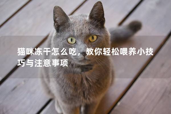 猫咪冻干怎么吃，教你轻松喂养小技巧与注意事项