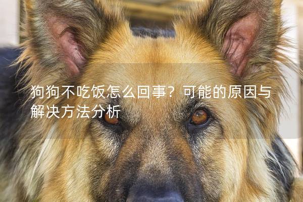 狗狗不吃饭怎么回事？可能的原因与解决方法分析