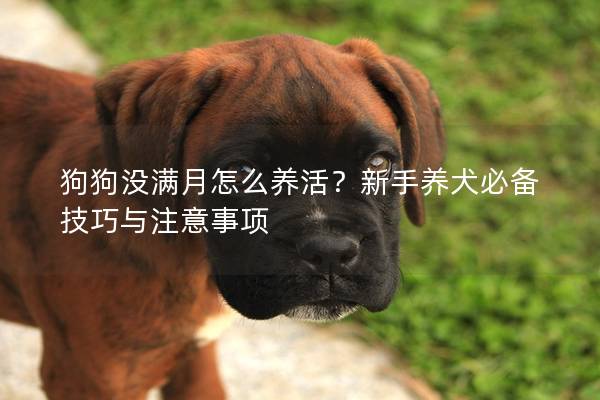 狗狗没满月怎么养活？新手养犬必备技巧与注意事项