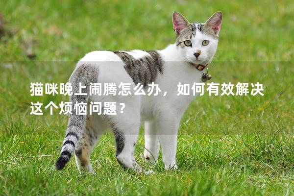 猫咪晚上闹腾怎么办，如何有效解决这个烦恼问题？