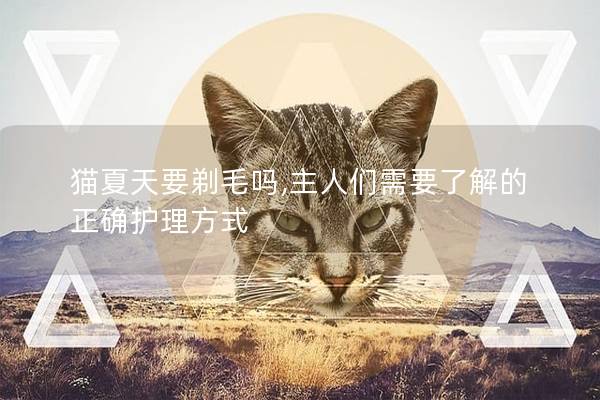 猫夏天要剃毛吗,主人们需要了解的正确护理方式