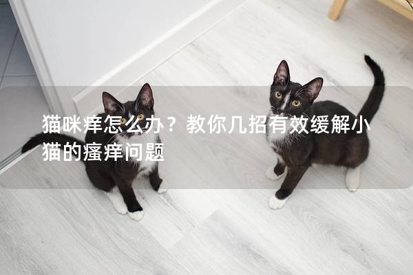 猫咪痒怎么办？教你几招有效缓解小猫的瘙痒问题