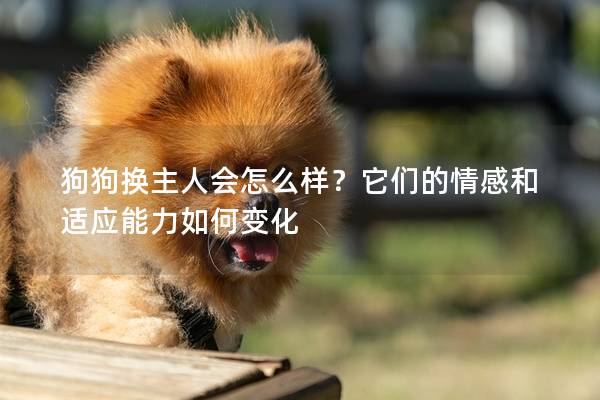 狗狗换主人会怎么样？它们的情感和适应能力如何变化