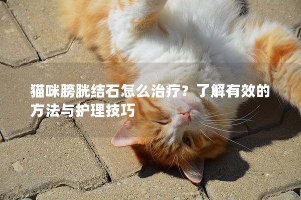 猫咪膀胱结石怎么治疗？了解有效的方法与护理技巧