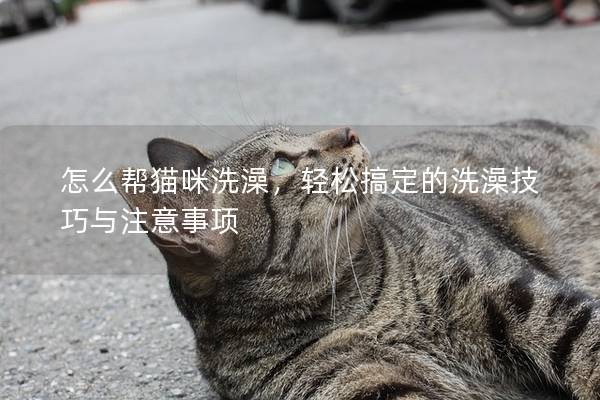 怎么帮猫咪洗澡，轻松搞定的洗澡技巧与注意事项