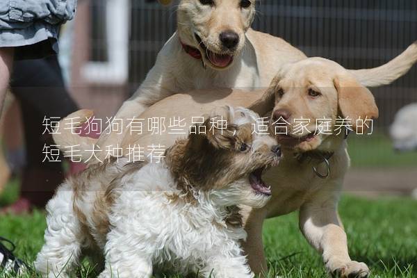 短毛狗狗有哪些品种，适合家庭养的短毛犬种推荐