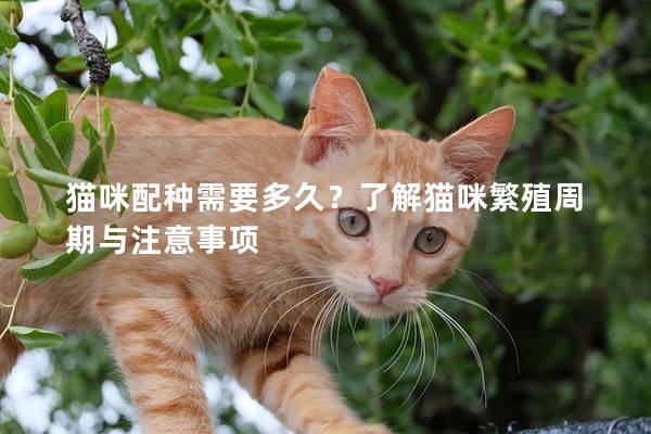 猫咪配种需要多久？了解猫咪繁殖周期与注意事项