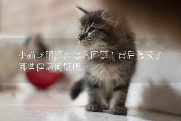 小猫咪眼泪多怎么回事？背后隐藏了哪些健康问题呢