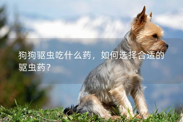 狗狗驱虫吃什么药，如何选择合适的驱虫药？