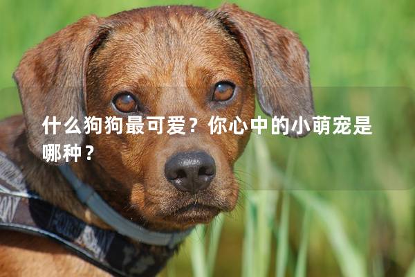 什么狗狗最可爱？你心中的小萌宠是哪种？