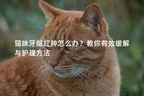 猫咪牙龈红肿怎么办？教你有效缓解与护理方法