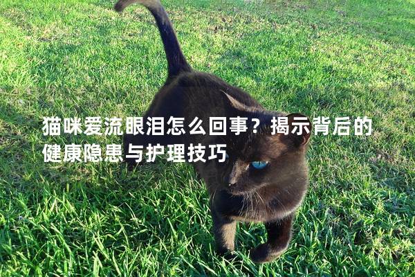 猫咪爱流眼泪怎么回事？揭示背后的健康隐患与护理技巧