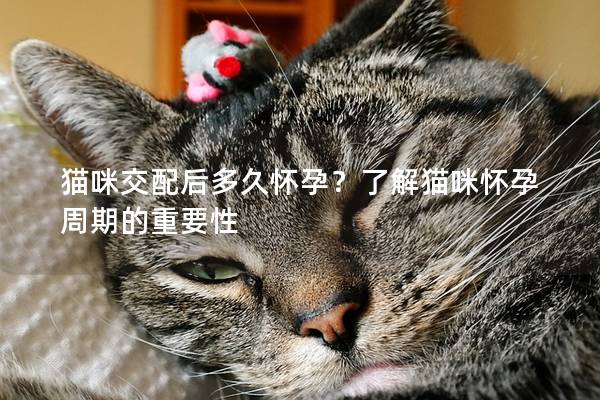 猫咪交配后多久怀孕？了解猫咪怀孕周期的重要性