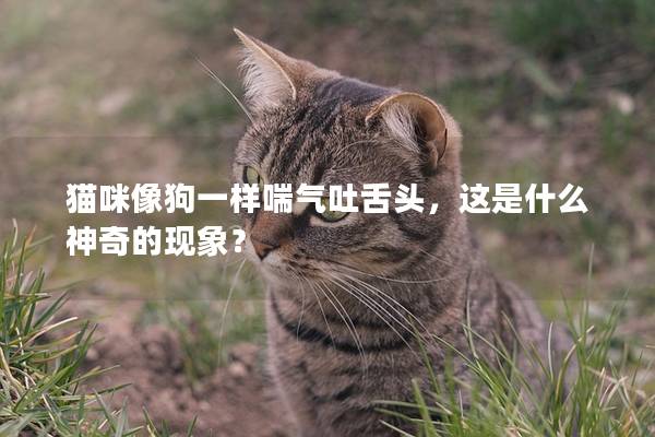 猫咪像狗一样喘气吐舌头，这是什么神奇的现象？