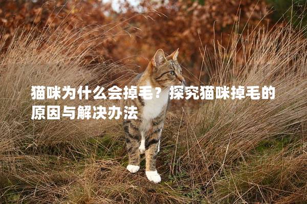 猫咪为什么会掉毛？探究猫咪掉毛的原因与解决办法