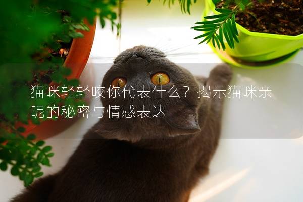 猫咪轻轻咬你代表什么？揭示猫咪亲昵的秘密与情感表达