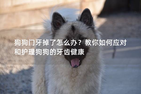 狗狗门牙掉了怎么办？教你如何应对和护理狗狗的牙齿健康