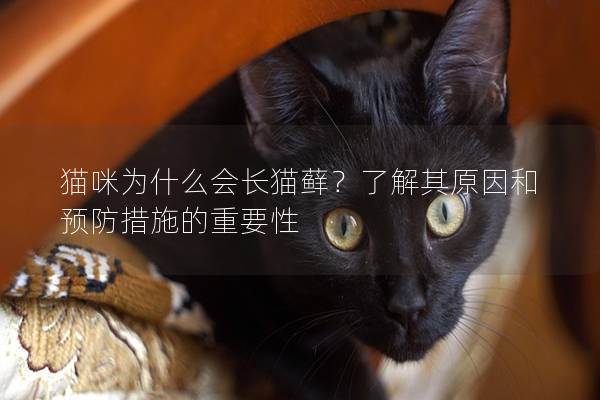 猫咪为什么会长猫藓？了解其原因和预防措施的重要性