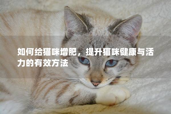 如何给猫咪增肥，提升猫咪健康与活力的有效方法