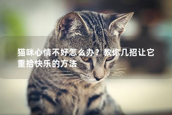 猫咪心情不好怎么办？教你几招让它重拾快乐的方法