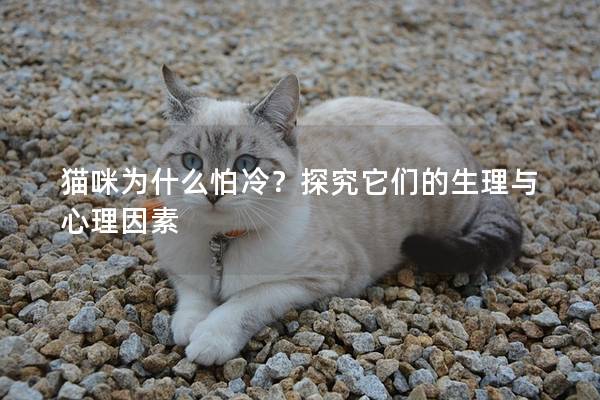 猫咪为什么怕冷？探究它们的生理与心理因素