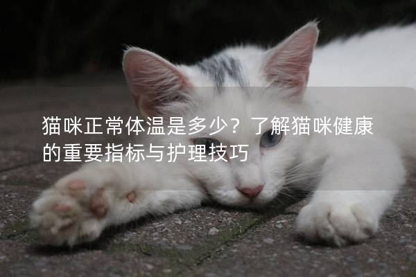 猫咪正常体温是多少？了解猫咪健康的重要指标与护理技巧