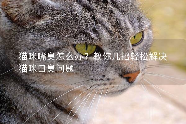 猫咪嘴臭怎么办？教你几招轻松解决猫咪口臭问题