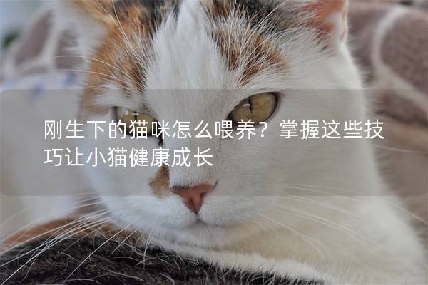 刚生下的猫咪怎么喂养？掌握这些技巧让小猫健康成长