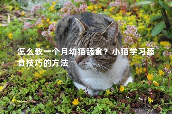 怎么教一个月幼猫舔食？小猫学习舔食技巧的方法