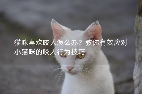 猫咪喜欢咬人怎么办？教你有效应对小猫咪的咬人行为技巧