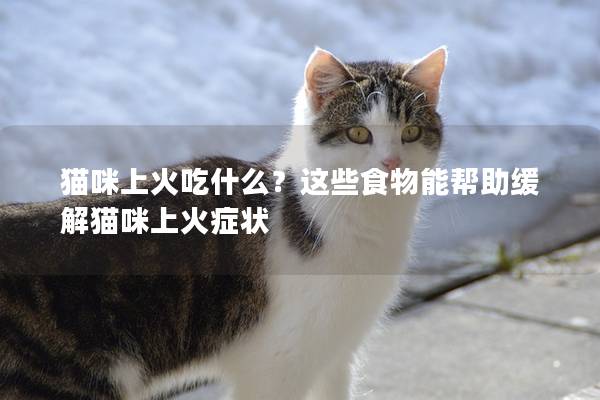 猫咪上火吃什么？这些食物能帮助缓解猫咪上火症状