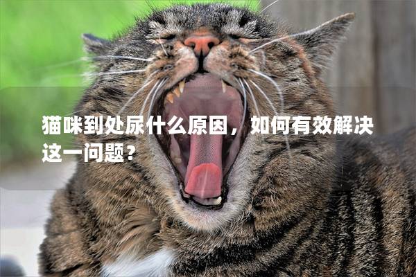 猫咪到处尿什么原因，如何有效解决这一问题？