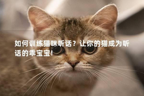 如何训练猫咪听话？让你的猫成为听话的乖宝宝!