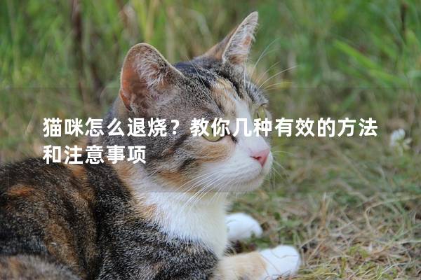 猫咪怎么退烧？教你几种有效的方法和注意事项