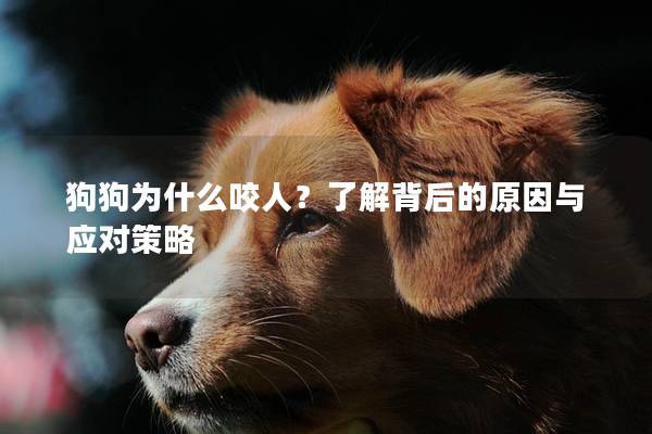 狗狗为什么咬人？了解背后的原因与应对策略