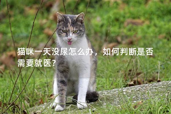 猫咪一天没尿怎么办，如何判断是否需要就医？