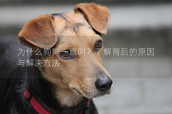 为什么狗狗一直叫？了解背后的原因与解决方法