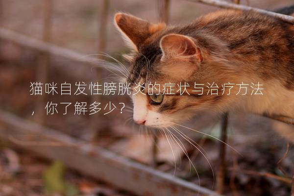 猫咪自发性膀胱炎的症状与治疗方法，你了解多少？