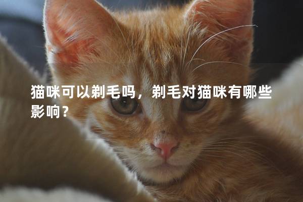 猫咪可以剃毛吗，剃毛对猫咪有哪些影响？