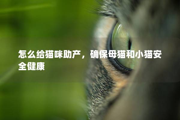 怎么给猫咪助产，确保母猫和小猫安全健康