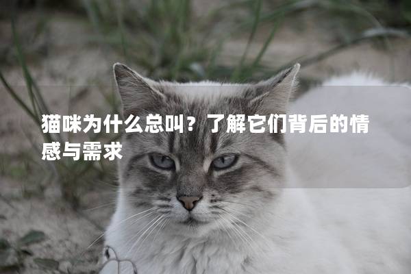 猫咪为什么总叫？了解它们背后的情感与需求