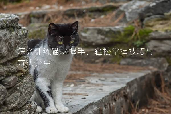 怎么训练猫咪握手，轻松掌握技巧与方法分享