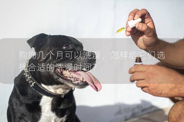 狗狗几个月可以洗澡，怎样给它们选择合适的洗澡时间？