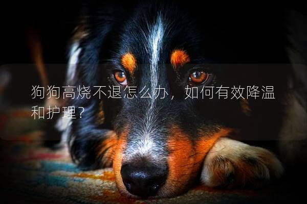 狗狗高烧不退怎么办,如何有效降温和护理?