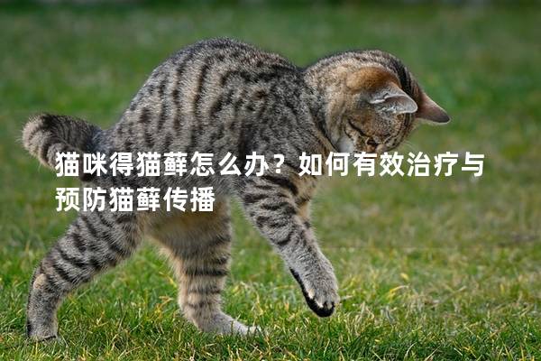 猫咪得猫藓怎么办？如何有效治疗与预防猫藓传播