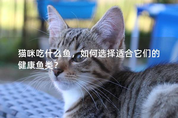 猫咪吃什么鱼，如何选择适合它们的健康鱼类？