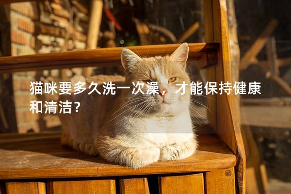 猫咪要多久洗一次澡，才能保持健康和清洁？