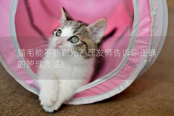 猫毛能不能剃光？理发师告诉你正确的护理方法!