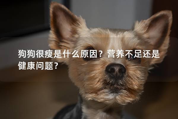 狗狗很瘦是什么原因？营养不足还是健康问题？